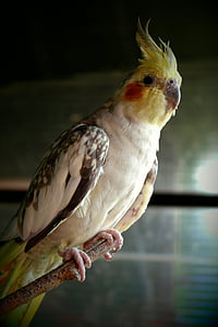 papagáj, fogságban, színes, nézet, madár, állat, természet