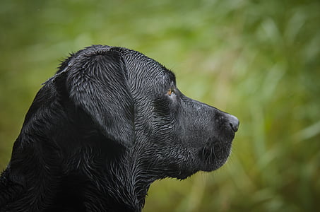 Labrador retriever, rodzaju, Polowanie na ptaki, polowanie labrador
