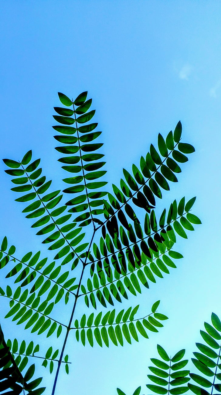 green, sky, blue, blue sky background, spring, leaf, palm tree