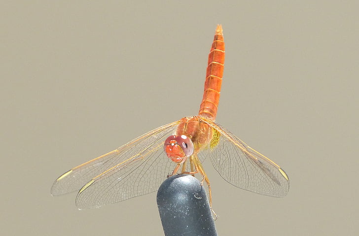 insekt, Dragonfly, flyvende, orange, Wing