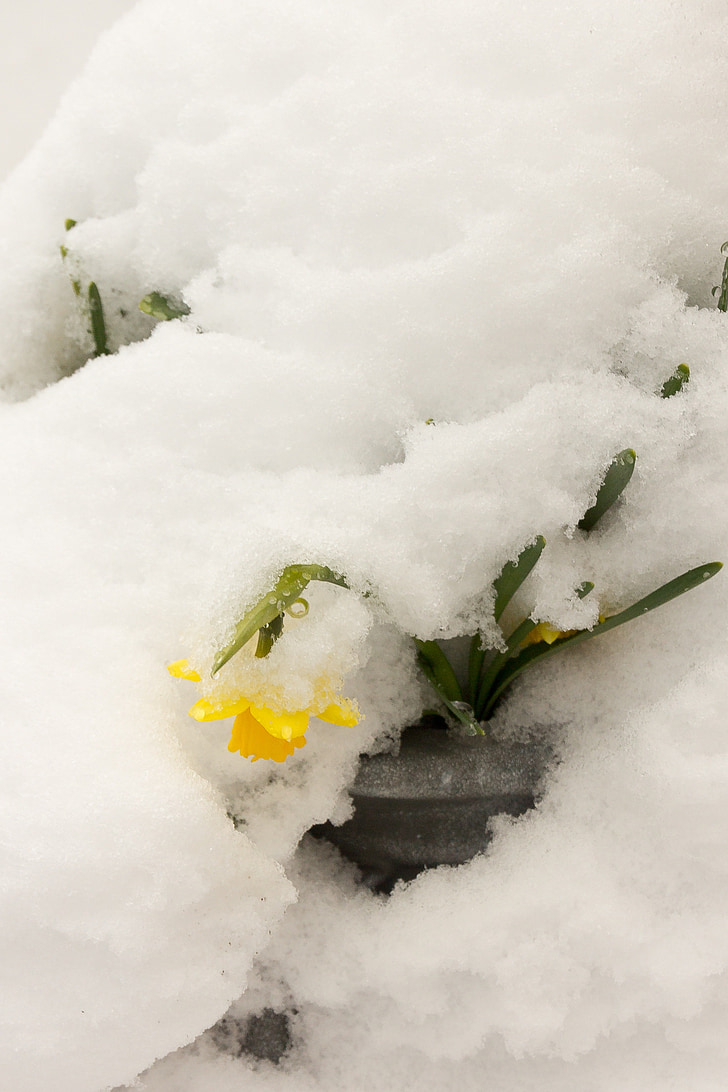 Narcisa, sneg, Velikonočni, naše, pozimi, narave, hladno - Temperature
