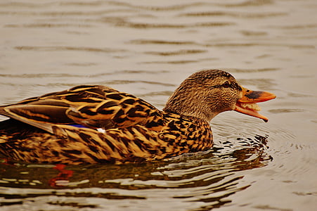 duck, water bird, eat, feed, bread, poultry, plumage