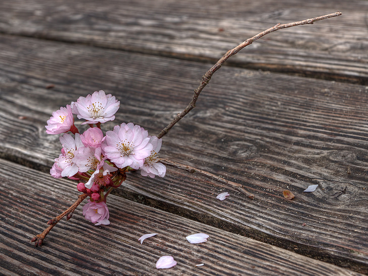 flores, ramita de floración, primavera, florecido, rama, madera, mesa de madera