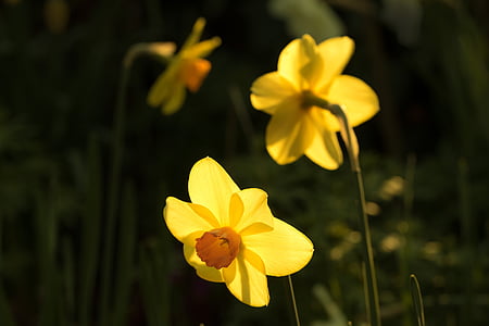 Bellflower, gėlė, žiedų, žydėti, Gamta, pavasarį, floros