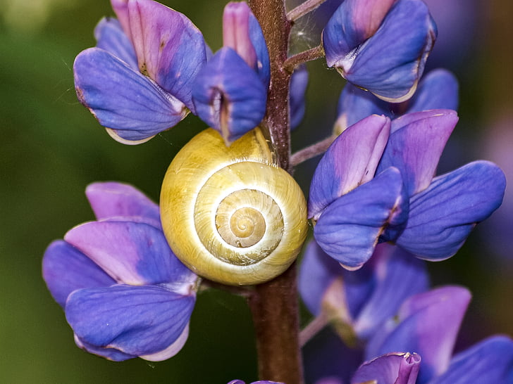 snail, tape worm, flower, nature, animal, plant, close-up