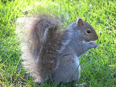 Gamta, voverė, Viktorija, Beacon hill park, Vankuverio Sala