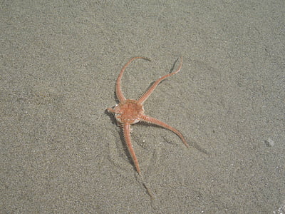 Sea star, zee, zand, natuur, dier