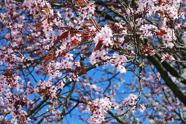 Sakura, Cherry, Blossom, pohon, musim semi, alam, Jepang