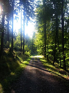 δάσος, σκιά, δέντρα, φως, Ήλιος, φύση, δέντρο