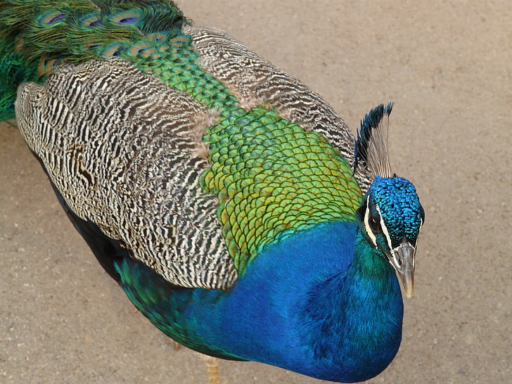 pavo real, azul, pavo real asiático, Color, colorido, iridiscente, plumaje