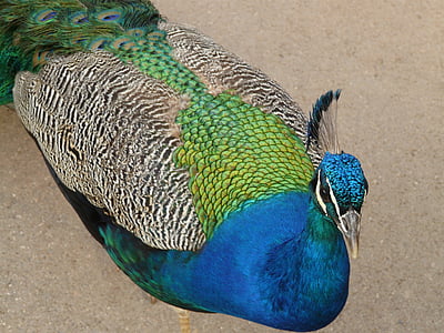 paon, bleu, paon asiatique, Couleur, coloré, irisé, plumage