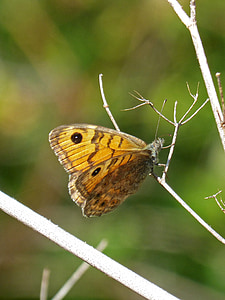 Schmetterling, margenera, Schmetterling saltacercas, Lasiommata megera, Lepidopteran