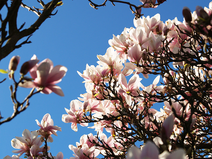Magnolia, fiori, Himmel, fiore, primavera, colori, albero