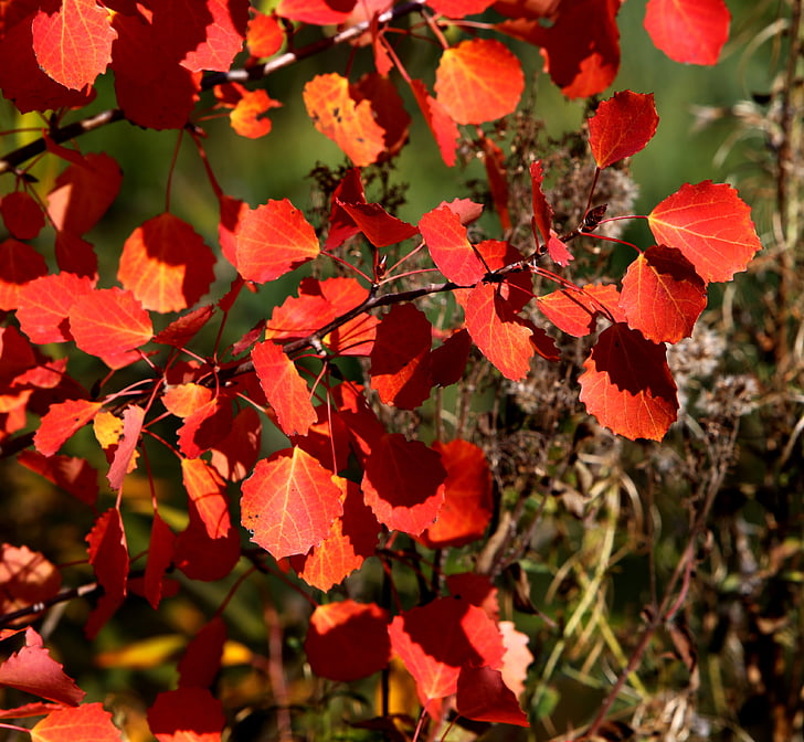 jeseni, listi, rdeča, padec barve, Jesenski gozd, zlati jeseni, listi v jeseni