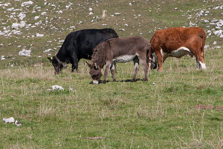 burro, vaca, del pasto, ganado, pacífica, comunidad de raza