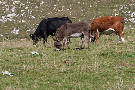 驴, 母牛, 牧场, 牛, 和平, 养殖社区