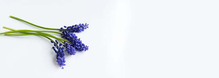 grape-hyacinth, blue, flowers, blue flowers, hyacinth, spring flower, pointed flower