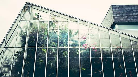 greenhouse, conservatory, gardening, glasshouse, botany, botanical, plant