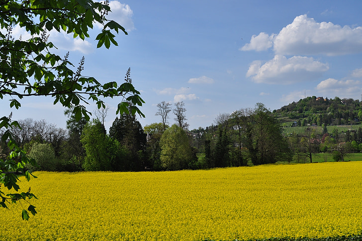 krajina, žlutá, jaro, květ, Bloom