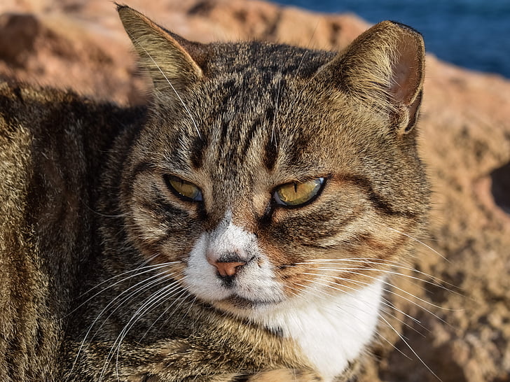 cat, stray, animal, outdoor, portrait, face, eyes