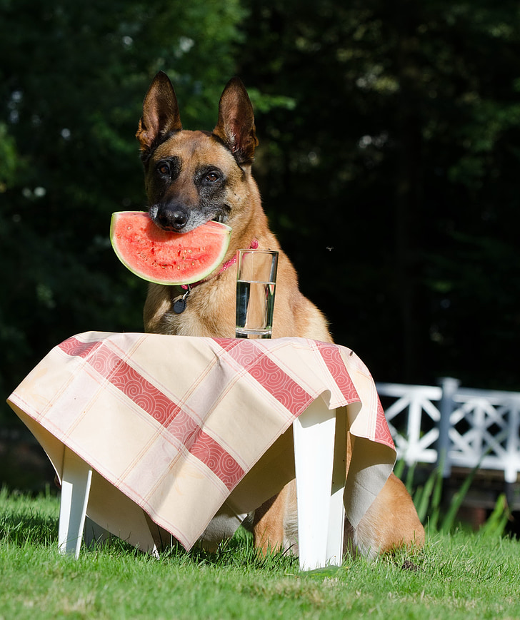 σκύλος τέχνασμα, σκύλος δείχνει ένα τέχνασμα, Μαλινουά, Βέλγικος Ποιμενικός Σκύλος, το καλοκαίρι, Αστείο, τέχνασμα
