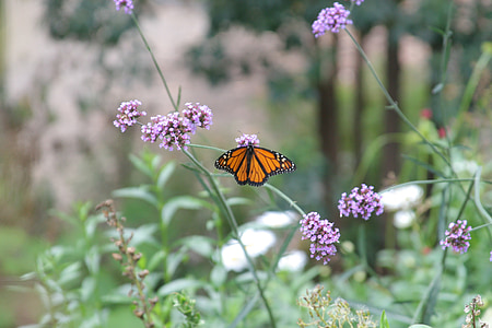 Природа, Монарх, бабочка, насекомое