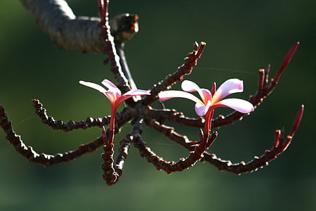 Plumeria, kukka, kasvi, puu, Blossom, valkoinen, vaaleanpunainen