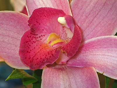 Orchid, Blossom, blomst, blomst, anlegget, houseplant, exot
