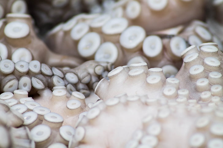 kabur, Close-up, Makanan, makro, gurita, gurita pengisap, makhluk laut