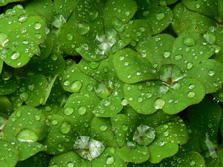 background, shamrock, plant, clover, color, green, green leaf