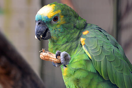 papegaai, dier, vogel, kleurrijke, papegaaien, verenkleed, natuur
