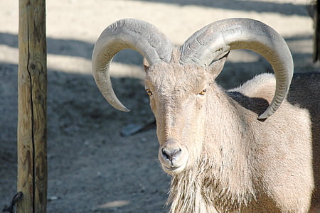 kambing, tanduk, tanduk, Ibex