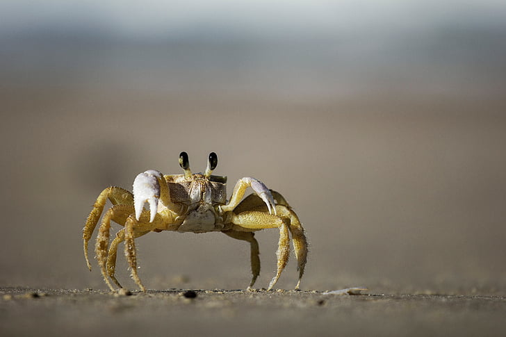 crab, shellfish, beach, sand, ocean, sea, one animal