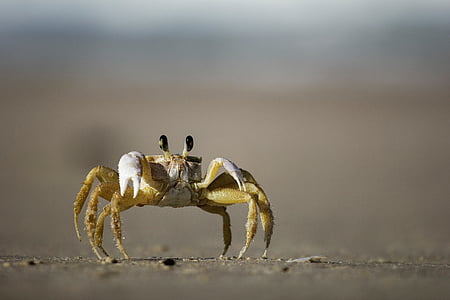 Krabbe, Schalentiere, Strand, Sand, Ozean, Meer, ein Tier