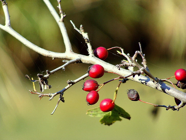rosehip, berries, wild, fruit, plants, fruits of the forest, nature