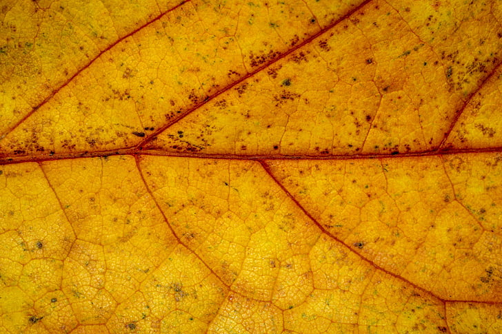 hösten, lämnar, Leaf, falla lövverk, färger i höst, blad i höst, naturen