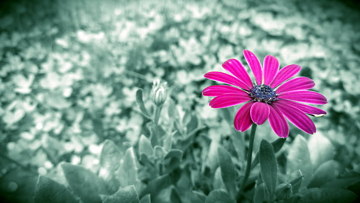 Daisy, màu tím, Hoa, đơn sắc, thực vật, Thiên nhiên, mùa hè