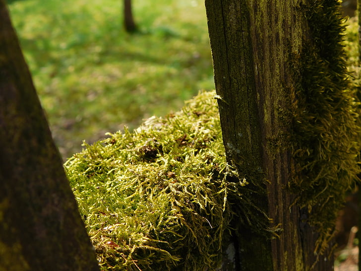 Moss, houten planken, hek, Mossy