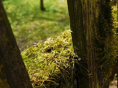 musgo, tábuas de madeira, cerca, cobertas de musgo