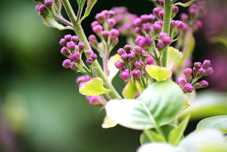 fleurs, lilas, fermer, Syringa, Purple