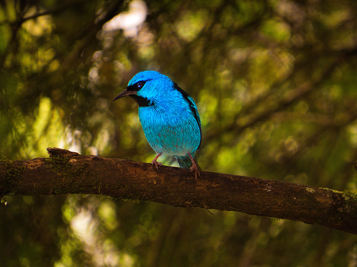 atogrąžų paukščiai, mėlyna paukštis, Paukštelis, paukštis, Gamta, Laukiniai gyvūnai, mėlyna