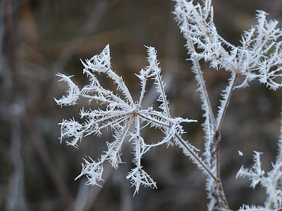 rijm, Frost, koude, winter, bevroren, Iced, ijs-crystal