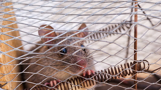 jaula de, Closeup, ratón, roedor, atrapados, animal, trampa para ratones