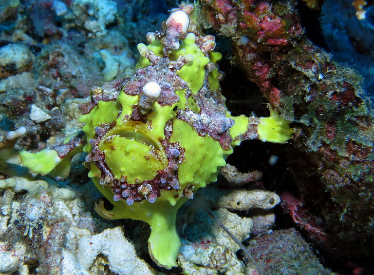 peix de granota, sota l'aigua, Submarinisme, submarí, oceà, Filipines