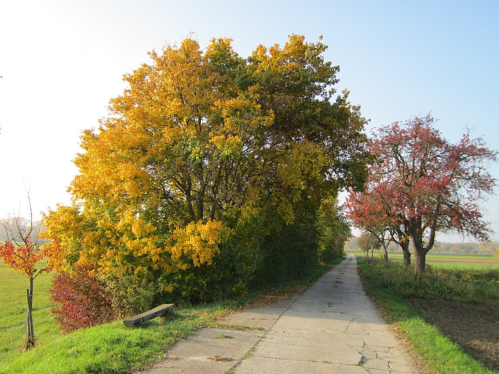 germany, landscape, road, trees, fall, autumn, foliage