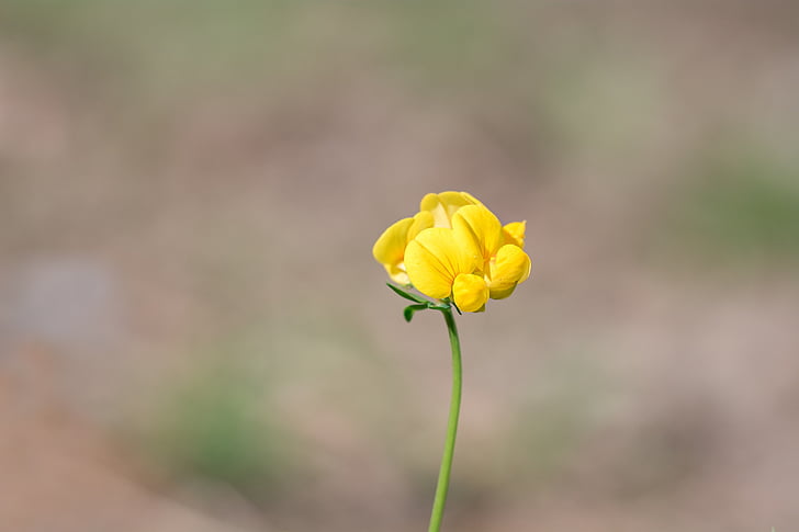 Lathyrus łąki, Lathyrus pratensis, kwiat, żółty, Żółty kwiat, kwiat, Bloom