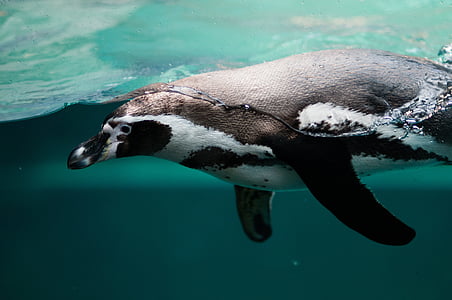 Pingüino de, acuática, nadar, buceo, flotador, agua, Océano