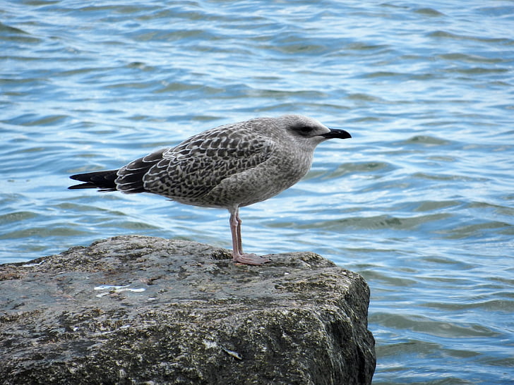 seagull, cliff, rock, bird, birds, sea, rocks