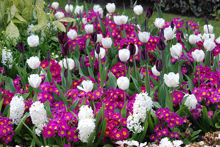 tulipanes, flores, flores silvestres, flores, plantas, natural, flor
