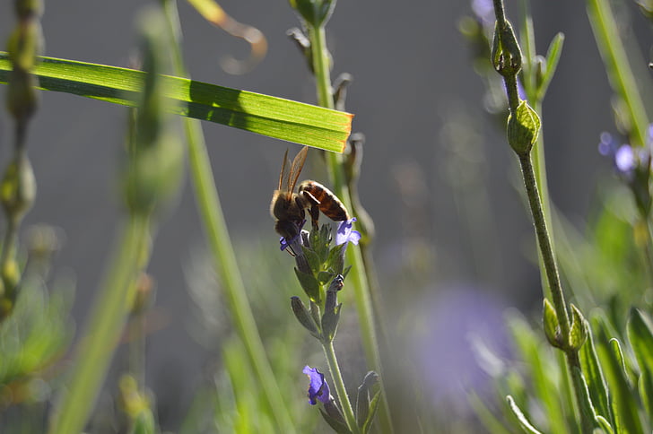 con ong, Thiên nhiên, Hoa oải hương, tự nhiên, côn trùng, hữu cơ, ong mật